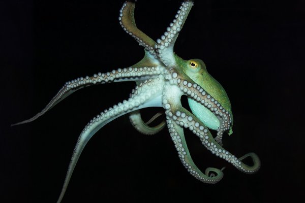 Kraken 18at