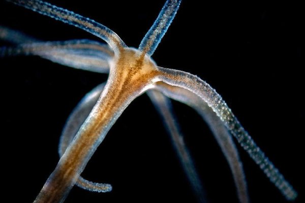 Kraken online